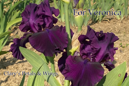 FOR VERONICA - 2015 - Tall Bearded Iris