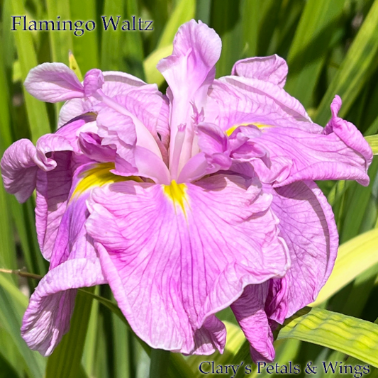 FLAMINGO WALTZ - Ensata - Japanese Iris