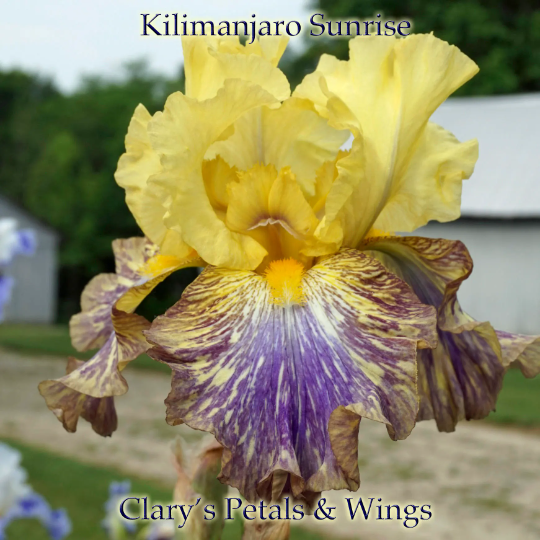 KILIMANJARO SUNRISE - Tall Bearded Iris