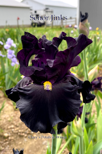 SENOR JINKS - 2018 Tall Bearded Iris