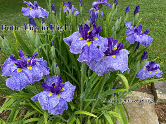 BUTTERFLIES IN FLIGHT - Ensata - Japanese Iris