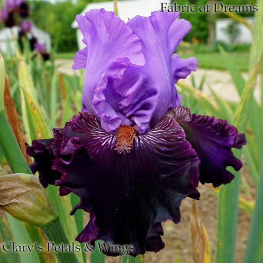 FABRIC OF DREAMS - 2011 - TB - Fragrant