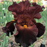 DOUBLE CHOCOLATE - 2013 - TB The tallest iris I have!