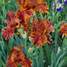 BOOM SHAKALAKA - 2023 TB - Fragrant - Broken Color