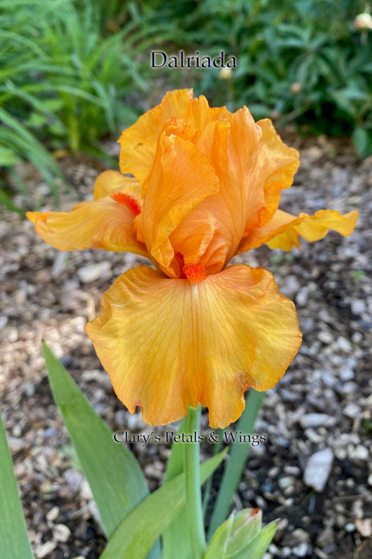 Dalriada - Intermediate Bearded Iris