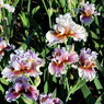 MIDWEST PIZZAZZ 2024 - TB - Fragrant