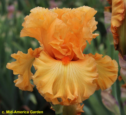 ORANGE TEMPTATION  - 2020 TB