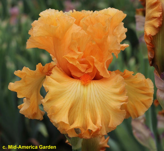 ORANGE TEMPTATION  - 2020 TB