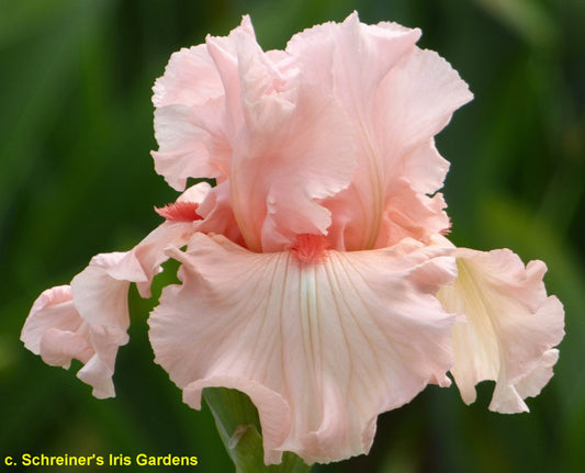 IRISH BEAUTY - 2025 TB - Fragrant