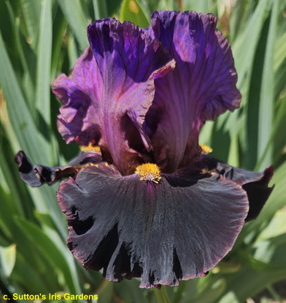 INDELIBLE - 2024 TB - Fragrant - Reblooming