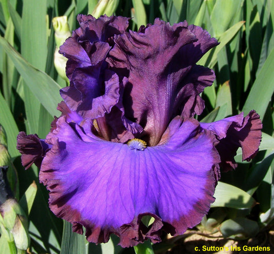 FAITHFUL - 2022 - TB - Reblooming & Fragrant