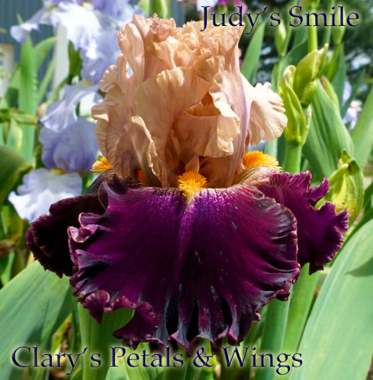 Judy's Smile 2014 - Tall Bearded Iris