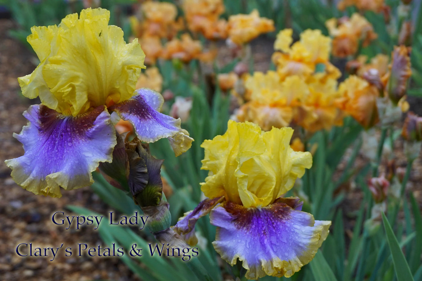 Gypsy Lady 2012 Tall Bearded Iris