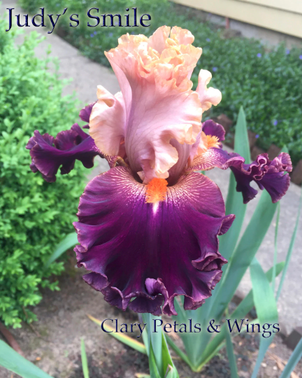 Judy's Smile 2014 - Tall Bearded Iris