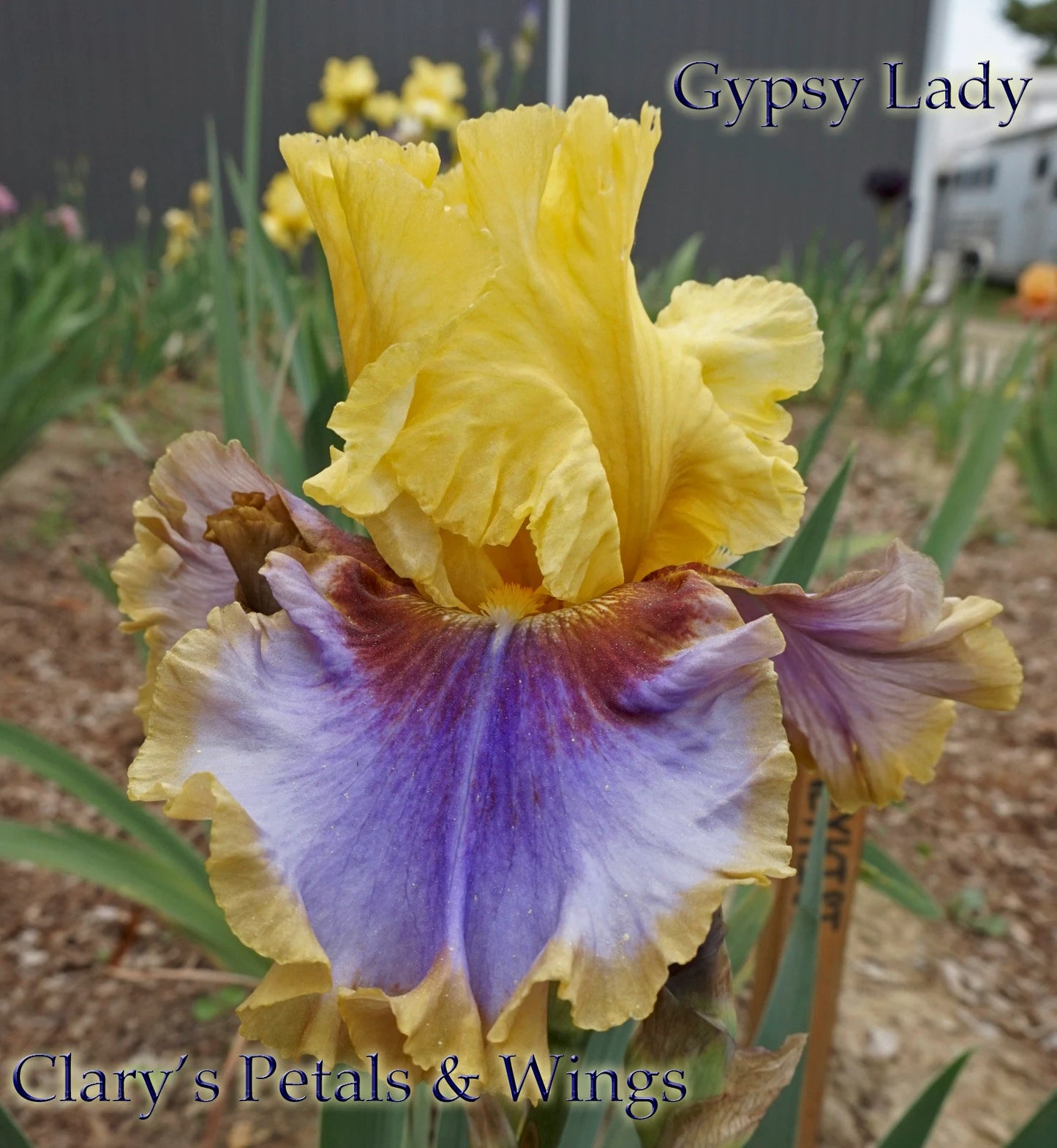 Gypsy Lady 2012 Tall Bearded Iris