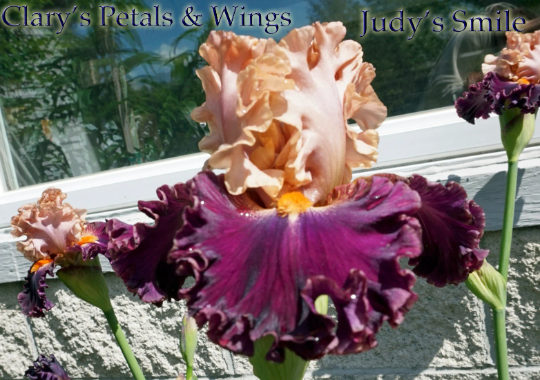 Judy's Smile 2014 - Tall Bearded Iris