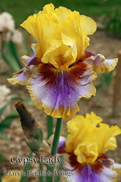 Gypsy Lady 2012 Tall Bearded Iris