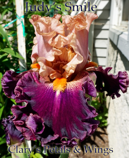 Judy's Smile 2014 - Tall Bearded Iris