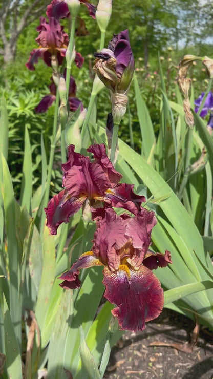 GALACTIC WARRIOR - 2000 - TB - Reblooming & Fragrant