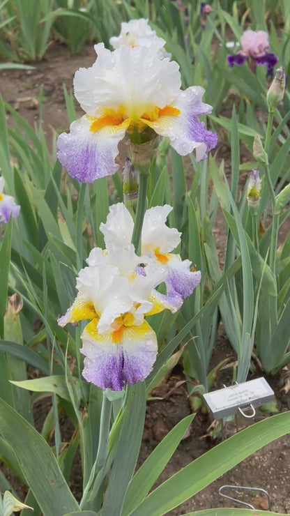 ARCTIC BURST - 2008 - TB - Fragrant