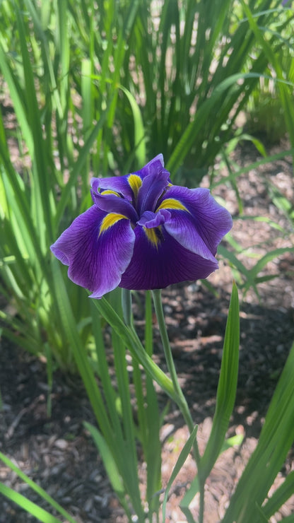 ORIENTAL EYES - Ensata - Japanese Iris