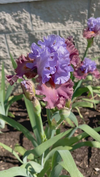 FOREIGN CONCEPT - 2024 - TB - Fragrant