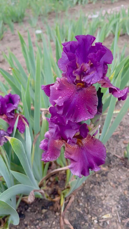 REPETITION -2013  TB - Reblooming & Fragrant