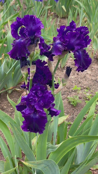 HOLLYWOOD NIGHTS - 2001 TB-Fragrant