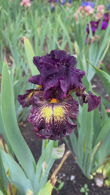GOAT RODEO - 2022 - TB - Fragrant