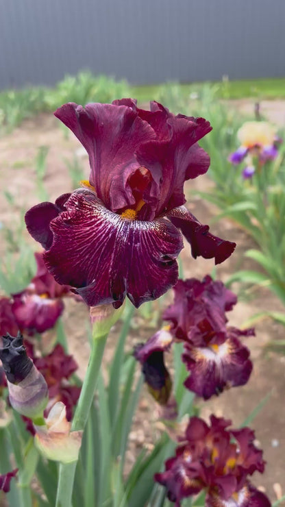 DOUBLE DOWN - 2009 - TB - Reblooming