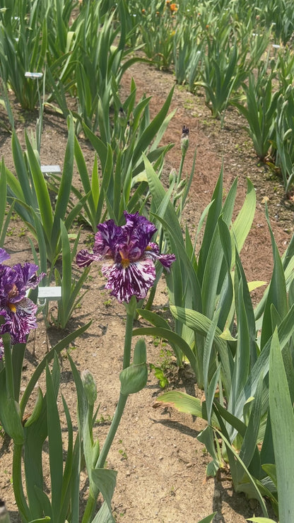 PURPLE MARBLE - 2021  Broken color Tall Bearded Iris