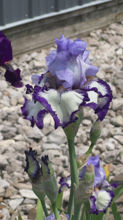 I AM - 2016 Tall Bearded Iris - Plicata Show Stopper!