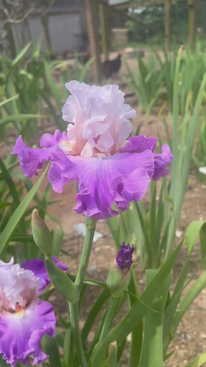POWER BALLAD 2023 TB-Fragrant