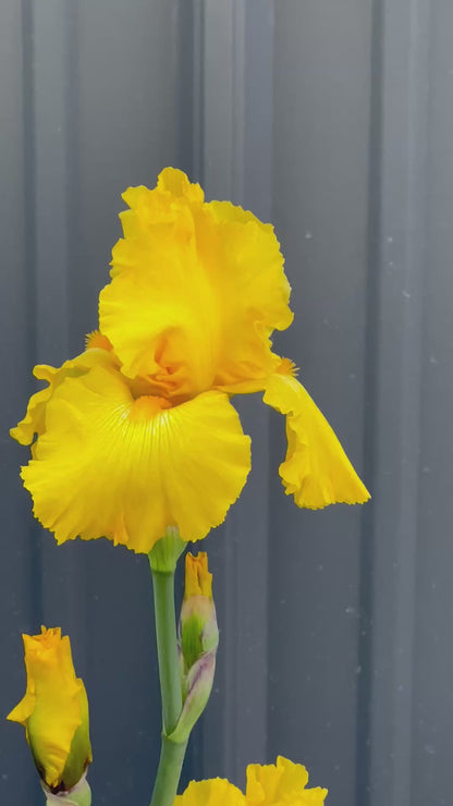 AUTUMN SUNBURST - 2010 - TB - Reblooming