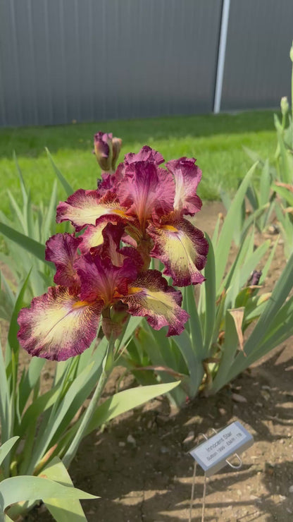 INNOCENT STAR - 1999 TB-Reblooming & Fragrant