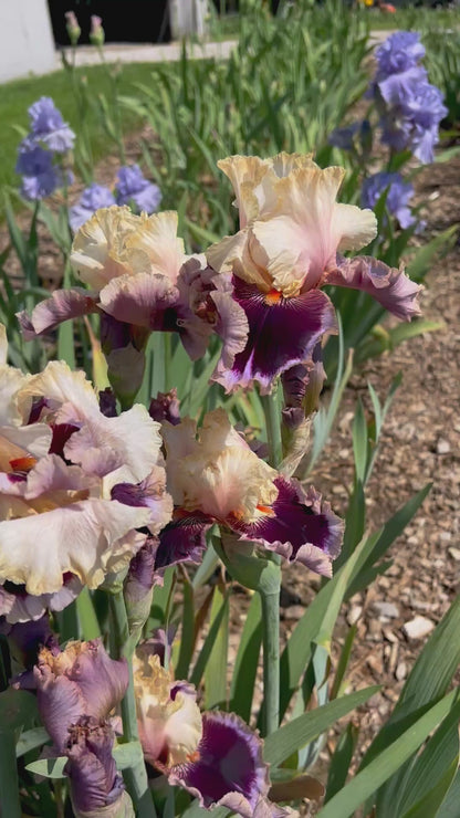 DOUBLE KICK - 2020 - TB - Fragrant