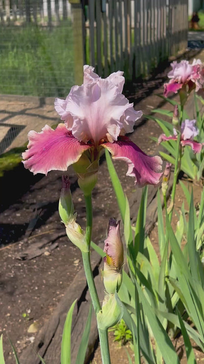 OH CAROL - 2012 TB - Reblooming & Fragrant