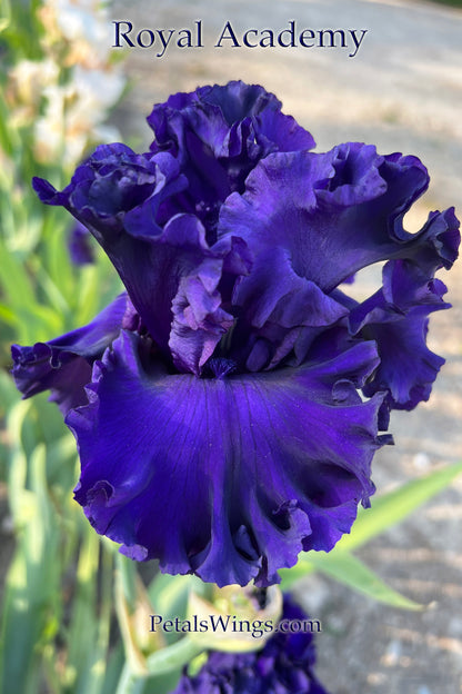 ROYAL ACADEMY - 2021  Tall Bearded Iris