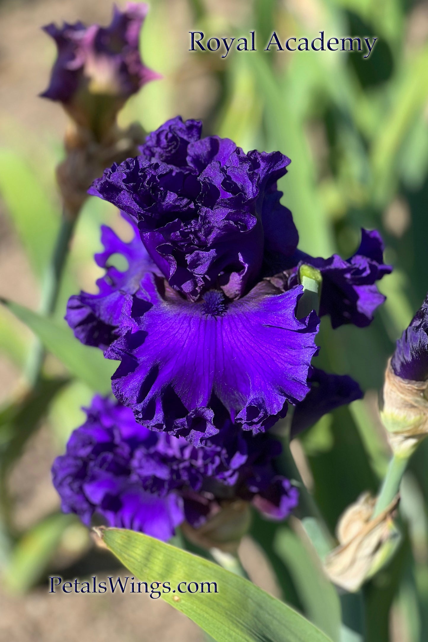 ROYAL ACADEMY - 2021  Tall Bearded Iris