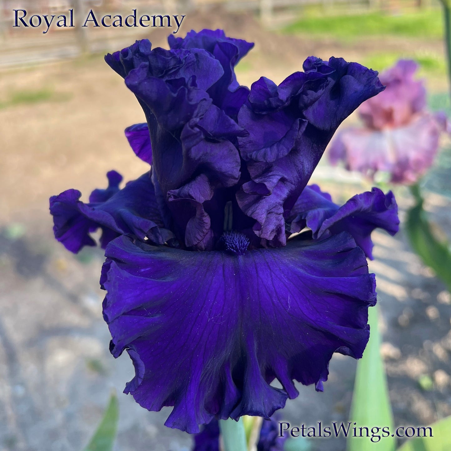 ROYAL ACADEMY - 2021  Tall Bearded Iris