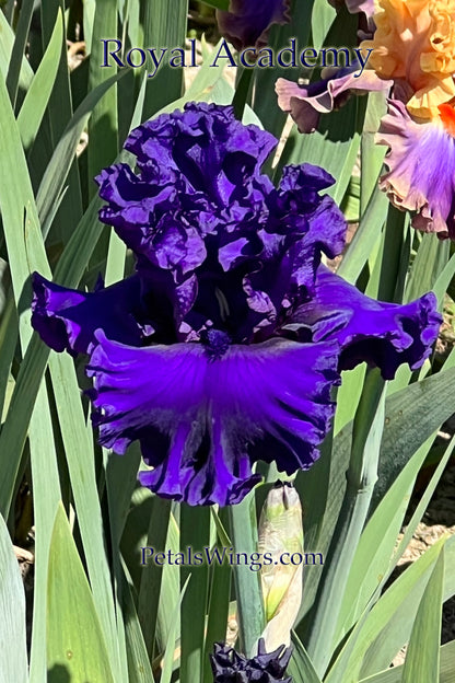 ROYAL ACADEMY - 2021  Tall Bearded Iris