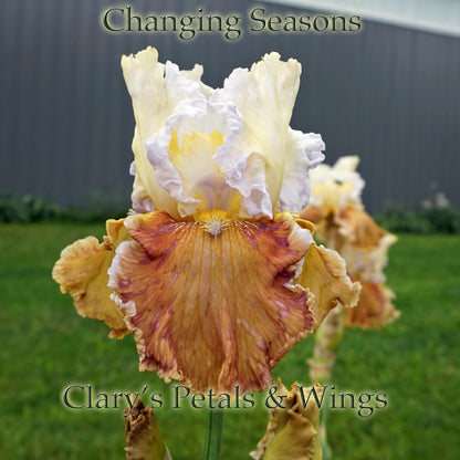CHANGING SEASONS  2004 Tall Bearded Iris *HM Award 2006* Late bloom season