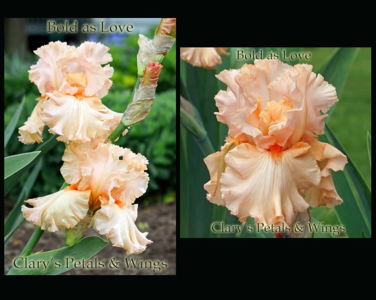 Bold as Love 2003 Tall Bearded Iris *Lacy, Pink & fragrant