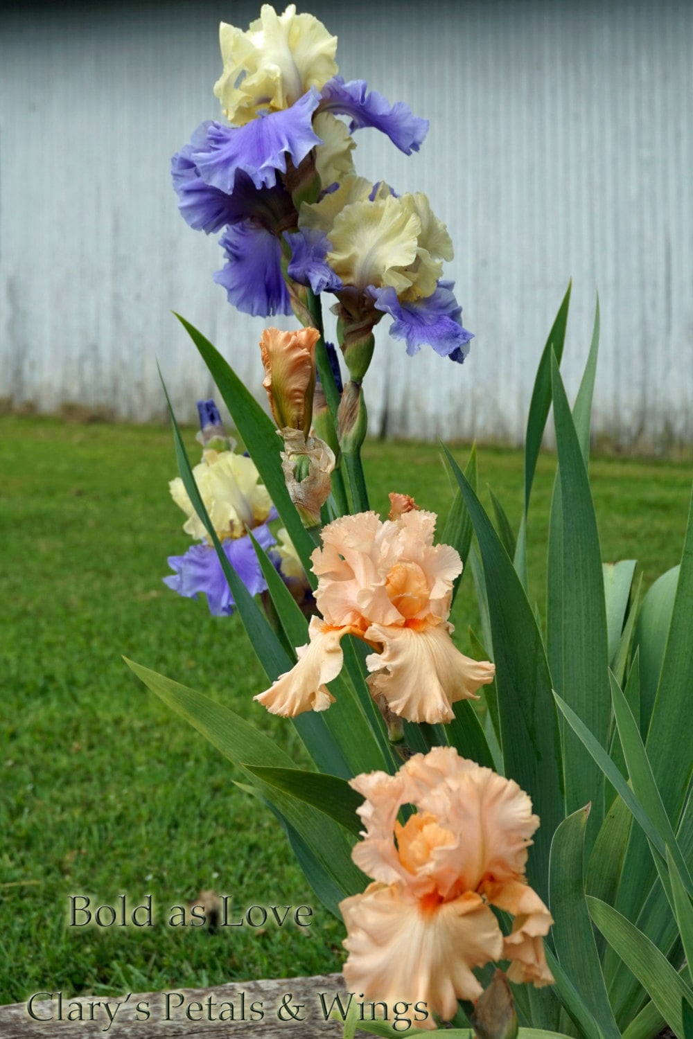Bold as Love 2003 Tall Bearded Iris *Lacy, Pink & fragrant