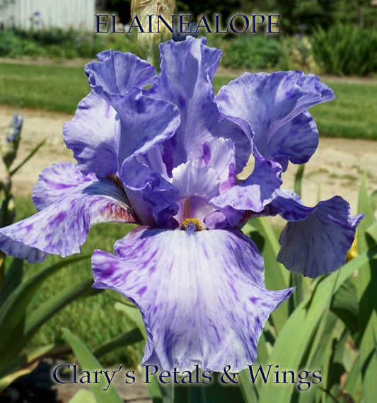 Elainealope  Tall Bearded Iris - Ruffled splashed reblooming