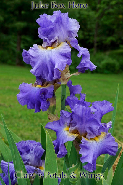 Juke Box Hero - Tall Bearded Iris -  Stunning Hyacinth Blue