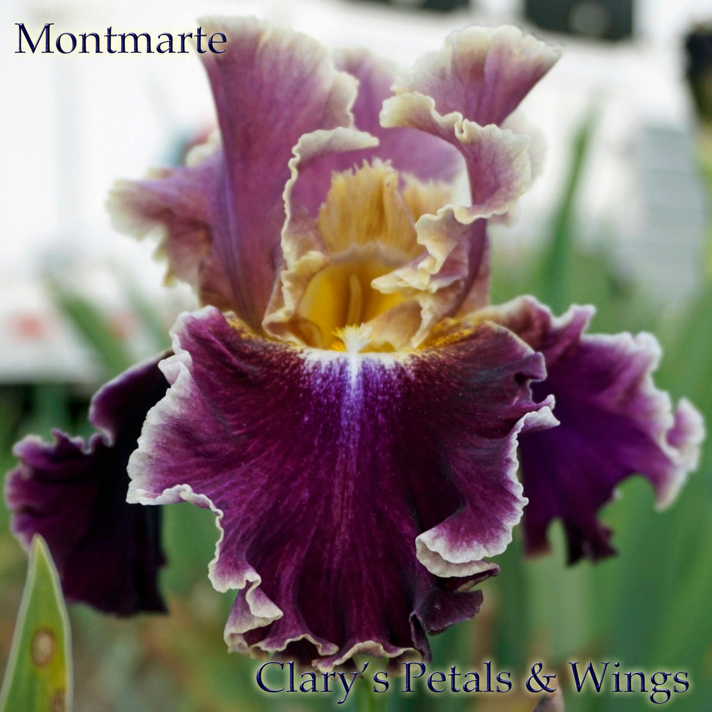 MONTMARTRE - Tall Bearded Iris - Medal Winner!