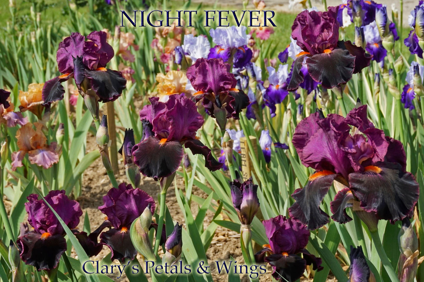 NIGHT FEVER - Tall Bearded Iris - Fragrant