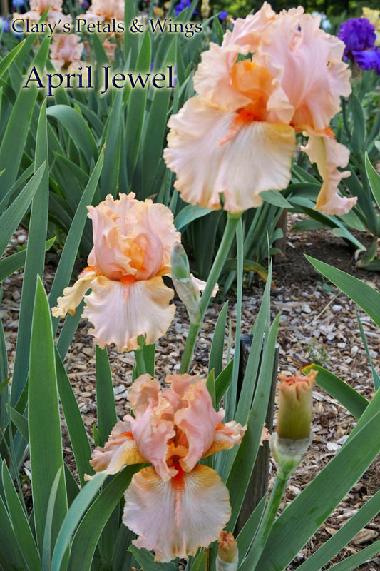 April Jewel-2000 Tall Breaded Iris - Fragrant Pink Tangerine - Space Age