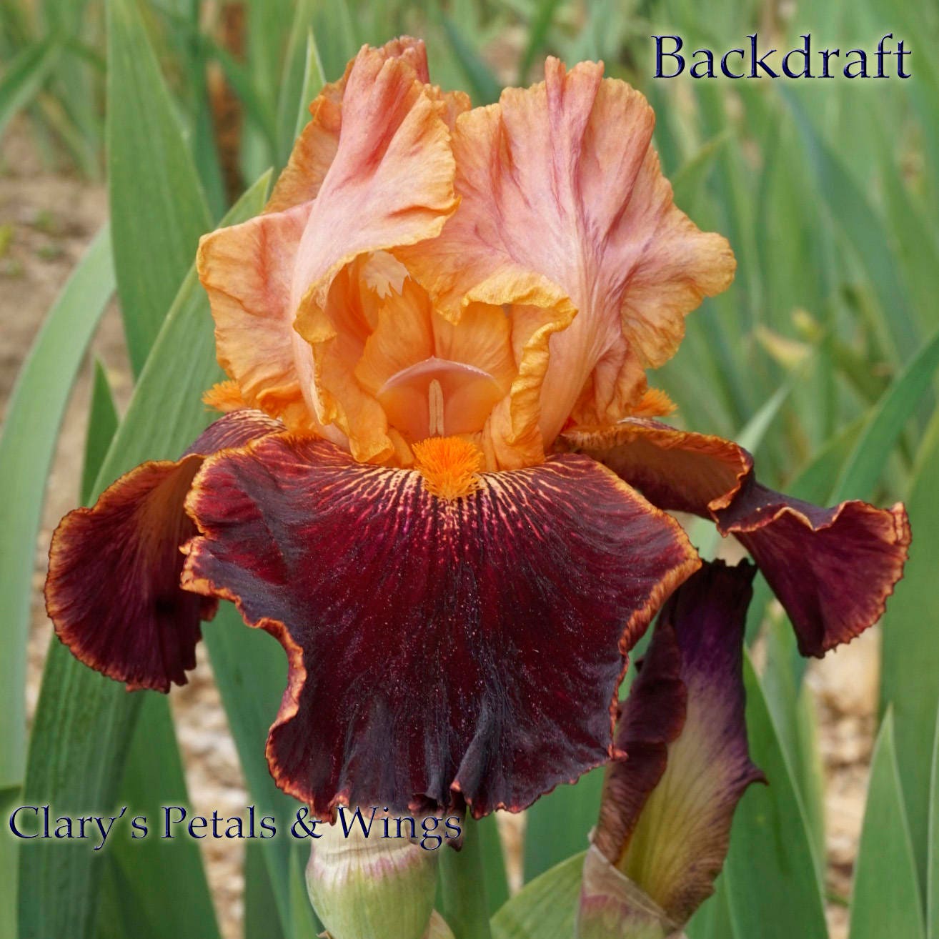 BACKDRAFT 2010 Tall Breaded Iris - Award Winner